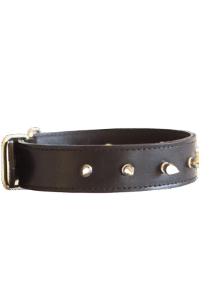 Daily Spiked Collar